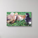 Search for farm animals canvas prints Chickens