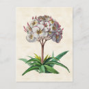 Search for frangipani postcards Floral