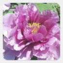 Search for flower photo stickers Nature