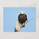 Search for eagle feather postcards Birds