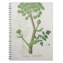 Search for flora notebooks Plants