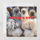 Search for butts cards Chicken