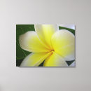 Search for frangipani flower canvas prints Flowers