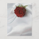 Search for soft rose postcards Nature
