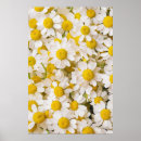 Search for chamomile posters Nature