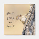 Search for funny squirrel pictures photography Animal