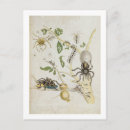 Search for graffe postcards 1647 1717