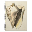 Search for ocean creature notebooks Shell