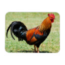 Search for fowl magnets Chicken