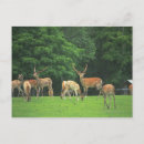 Search for clear postcards Horizontal