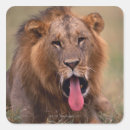 Search for kenya lion stickers Animal