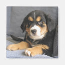 Search for foster homes magnets Shelter