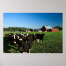Search for holstein dairy cow posters Milk