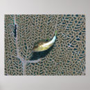 Search for fan coral posters Fish