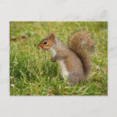 Search for gray squirrel Wildlife