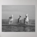 Search for white horse running posters Equine