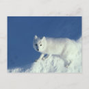 Search for camo postcards Winter