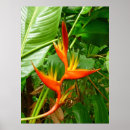 Search for heliconia posters Hawaii