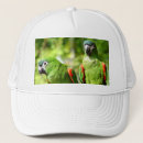 Search for parrots hats Exotic