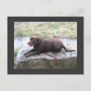 Search for chocolate lab postcards Labrador