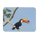 Search for toucans magnets Nature