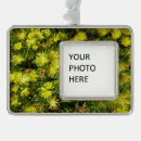 Search for weed christmas tree decorations Nature