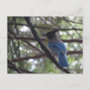 Search for stellar postcards Blue