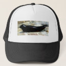 Search for seals hats Harbour seal