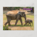 Search for mom and baby postcards Elephant