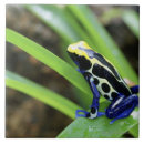 Search for close up tiles Animal