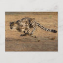 Search for wildcat postcards Kitten
