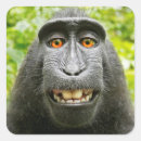 Search for smiling monkey stickers Wildlife
