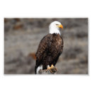 Search for bald eagle pics posters Photography