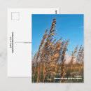 Search for sea oat postcards Florida