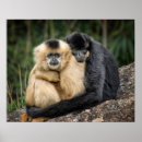 Search for gibbons posters Animal