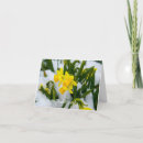 Search for spring time cards Daffodils