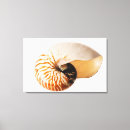 Search for nautilus shell posters Fragility