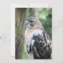 Search for red tails cards Raptor
