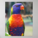 Search for rainbow lorikeet art Australia