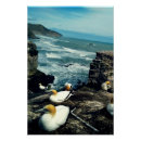 Search for gannets Seabird