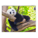 Search for panda bear calendars Baby