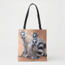Search for ring tailed bags Animals