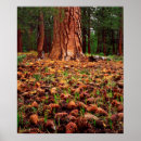 Search for pine cone posters Branch