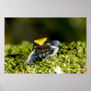 Search for vertebrate posters Amphibian