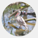 Search for pelicans stickers Wildlife