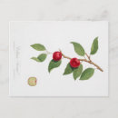 Search for vintage cherries postcards Plant