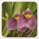 Search for hybrid coasters Orchids