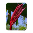 Search for heliconia Garden