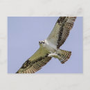Search for ospreys postcards Predator