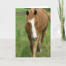 Search for gelding cards Photography